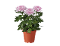 Pink chrysanthemums in a terracotta pot on a black background.