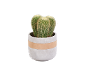 Cactus in cement pot with leather band