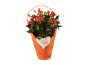 Potted rose with red blooms in an orange wrap with a heart saying 'Rosa'.