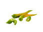 Green and orange chilies with water droplets on a black background.