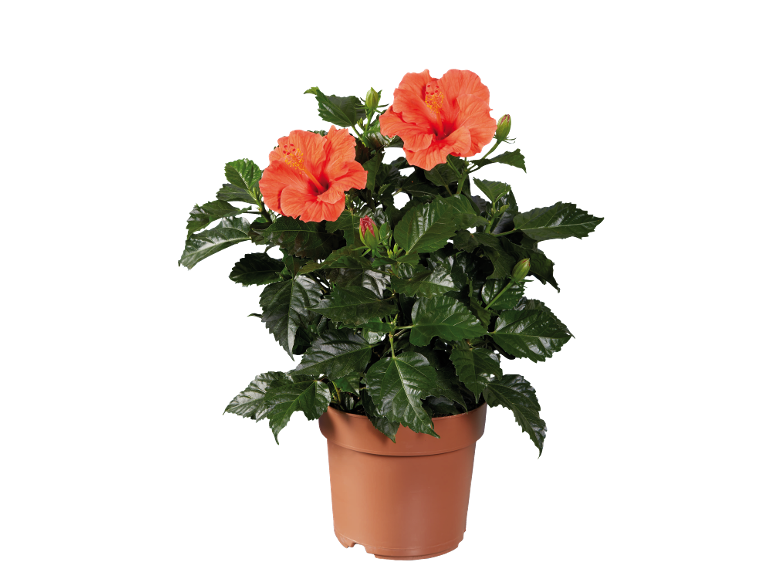 Orange hibiscus in a terracotta pot with dark green leaves.