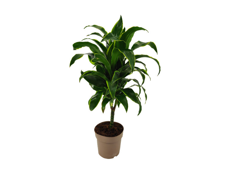 Dracaena plant with green and yellow leaves in brown pot