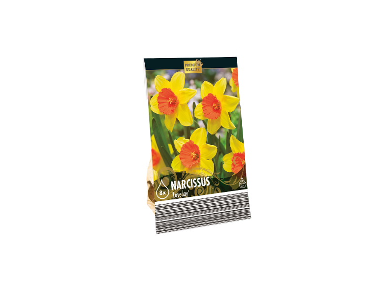 Pack of 8 premium quality 'Loveday' narcissus bulbs, featuring yellow flowers with orange centers.