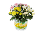 Potted chrysanthemums with pink, yellow, and white flowers, with 'Festival Colours' text.