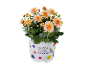 Chrysanthemum with orange flowers in a white pot with 'SEASONAL COLOURS CHRYSANTHEMUM' text.