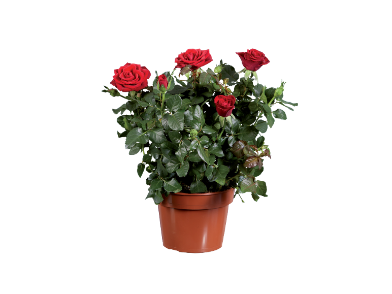 Potted rose with vibrant red flowers and lush green leaves.