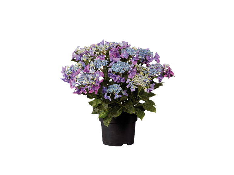 Multicolor hydrangea in a black pot.