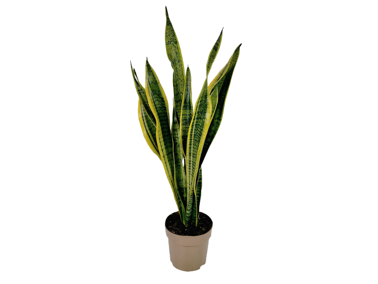 Snake plant with green and yellow leaves in a cream pot.