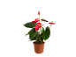Red anthurium plant in a brown pot