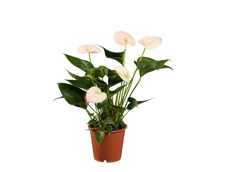 Anthurium plant with white flowers and green leaves in a brown pot.