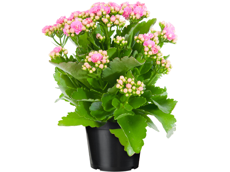 Potted plant with pink flowers and green leaves.