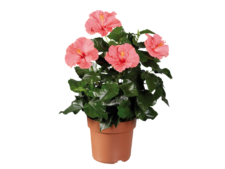 Pink hibiscus in terracotta pot with shiny green leaves.