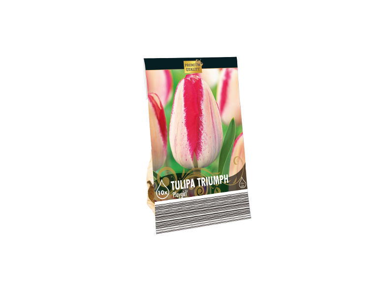 Triumph 'Playgirl' tulip bulb package with white and red flowers, featuring a premium quality label.