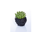 Green succulent plant in a black pot with a basket-weave design.