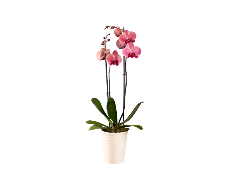 Pink orchid plant in a white pot on a black background.