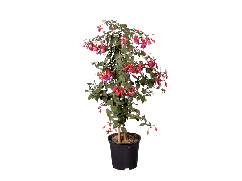 Potted fuchsia plant with red and purple flowers on a black background.