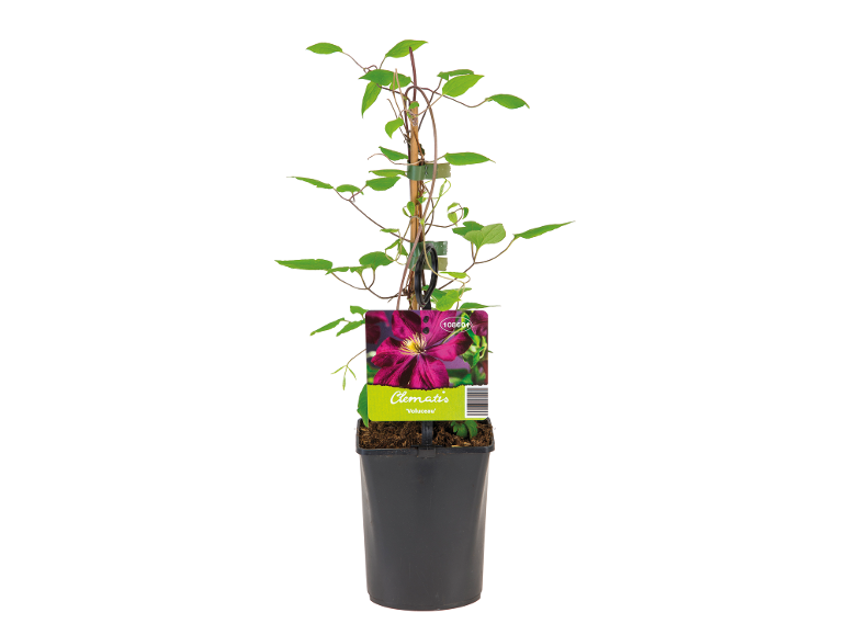 Clematis plant in black pot with a label showing a purple flower.