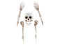 Skeleton with a skull and four limbs on a black background.
