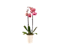 Pink orchid plant in a white pot on a black background.