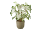 Potted caladium plant with white and green leaves on a black background.