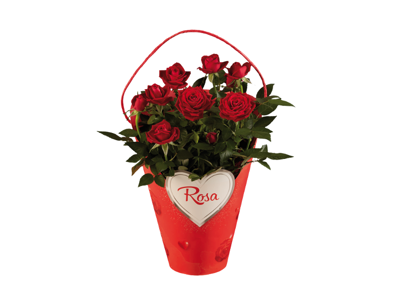 Red roses in a red basket with a heart that says 'Rosa'.