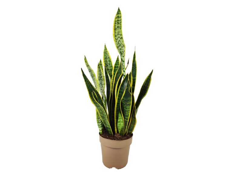 Snake plant with green and yellow leaves in a brown pot