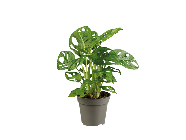 Monstera Adansonii plant in a grey pot