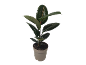 Rubber plant in a pot with dark green, glossy leaves