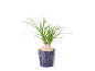 Potted ponytail palm with a bulbous base and long, thin green leaves in a patterned pot.