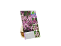 Packaging for 25 Chionodoxa Forbesii 'Rosea' flower bulbs, featuring 'Changing Colors'.