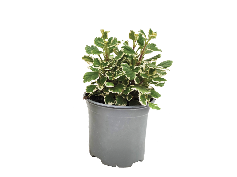 Plant with green and white leaves in a grey pot.