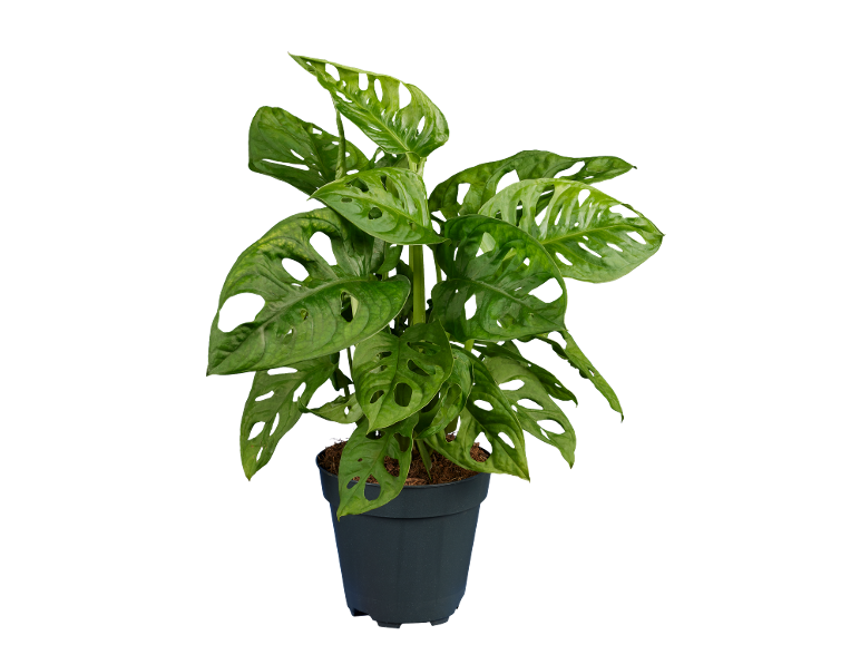 Monstera Adansonii plant in a black pot against a black background.