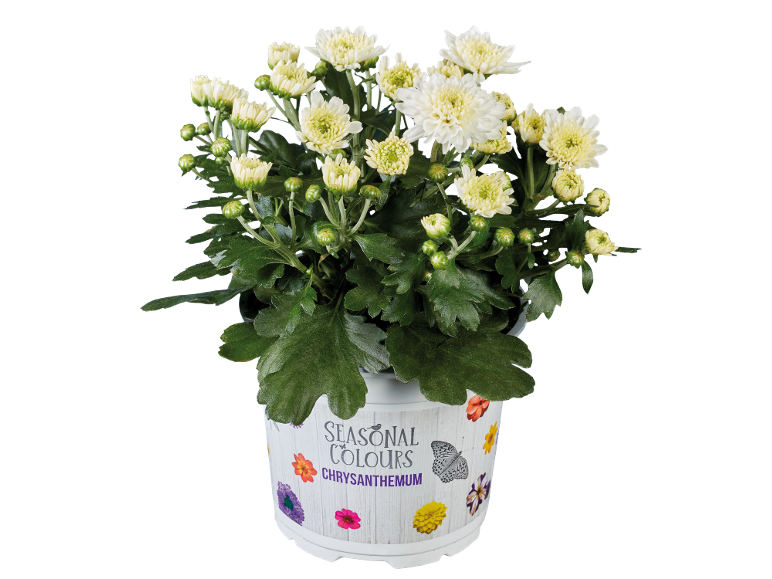 White chrysanthemum in a pot with 'Seasonal Colours' text and butterfly/flower decor.