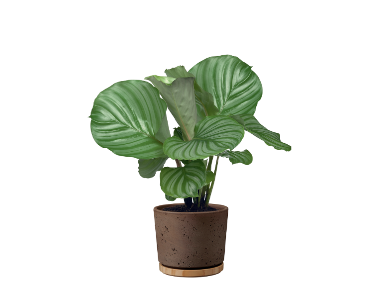 Indoor plant with striped green leaves in a brown terracotta pot.