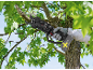 Cordless pruning shears cutting a tree branch, green leaves visible.