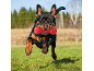 Playful Rottweiler jumping with a red toy in its mouth over green grass.