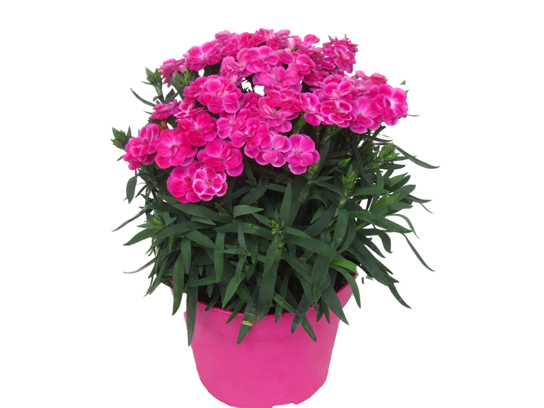 Bright pink carnation plant in a pink pot.
