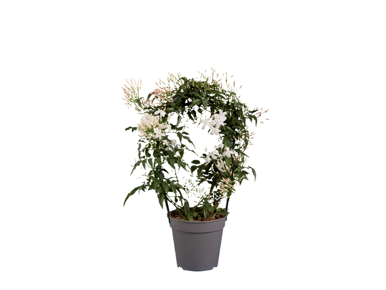 White jasmine plant in a grey pot with flowers and buds, on a black background.