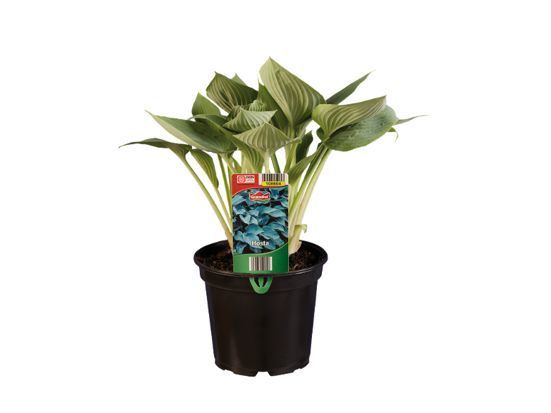 Hosta plant in a black pot with a green and red product label.