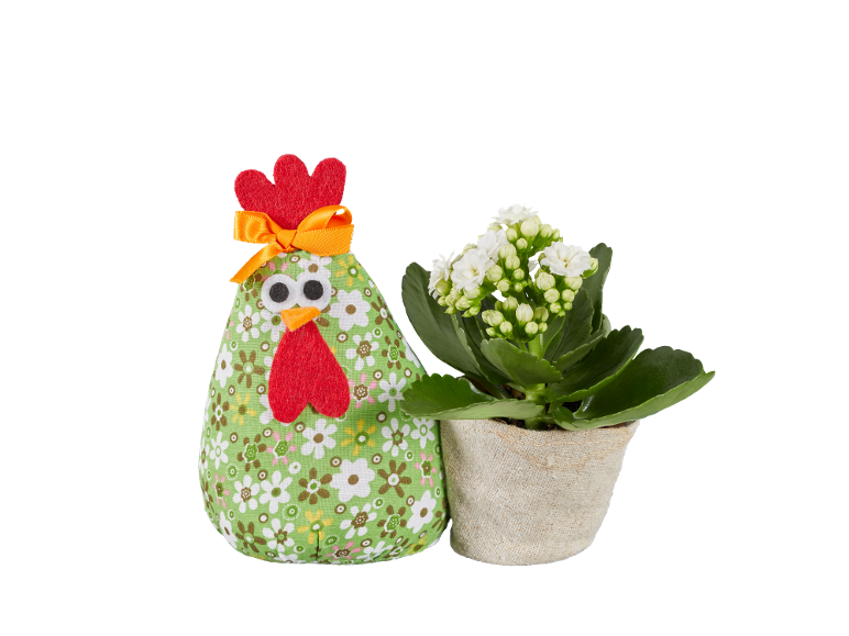Fabric hen and potted plant with white flowers.