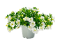 Potted plant with white flowers and green leaves.