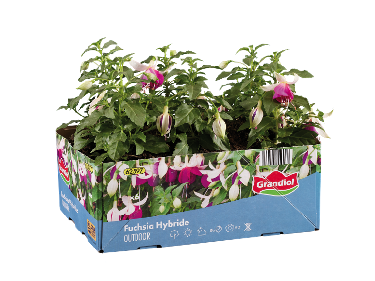 Hybrid fuchsia plants in bloom with white and purple flowers in a blue cardboard box.