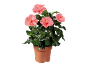 Pink hibiscus in terracotta pot with shiny green leaves.
