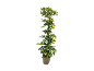 Tall houseplant with green and yellow leaves in a brown pot.