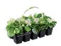 Tray of 6 white begonia plants with green leaves and a barcode label.