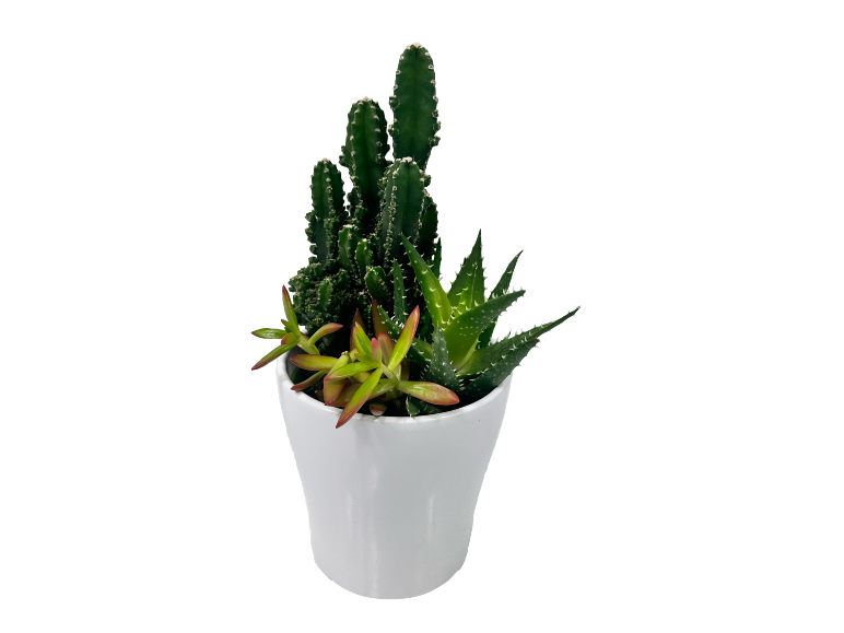 Varied succulent plant in white pot, with cactus and aloe.