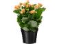 Flowering orange kalanchoe in a black pot.