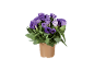 Potted plant with purple lisianthus flowers and green leaves.