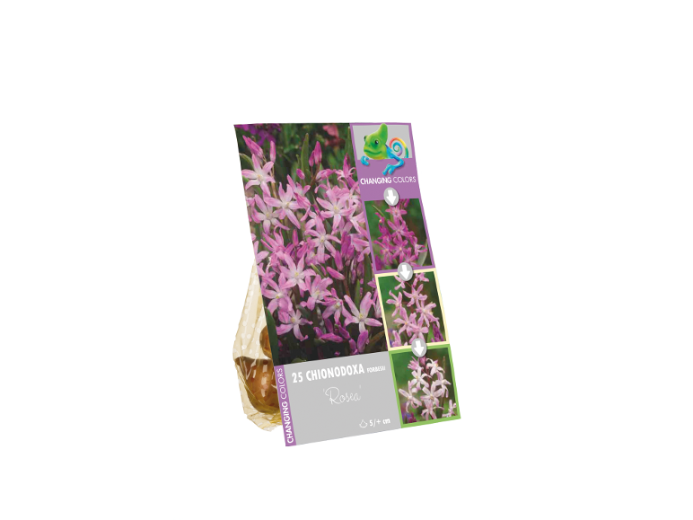 Packaging for 25 Chionodoxa Forbesii 'Rosea' flower bulbs, featuring 'Changing Colors'.