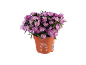 Aster novi-belgii plant in an orange pot with purple flowers and green leaves.